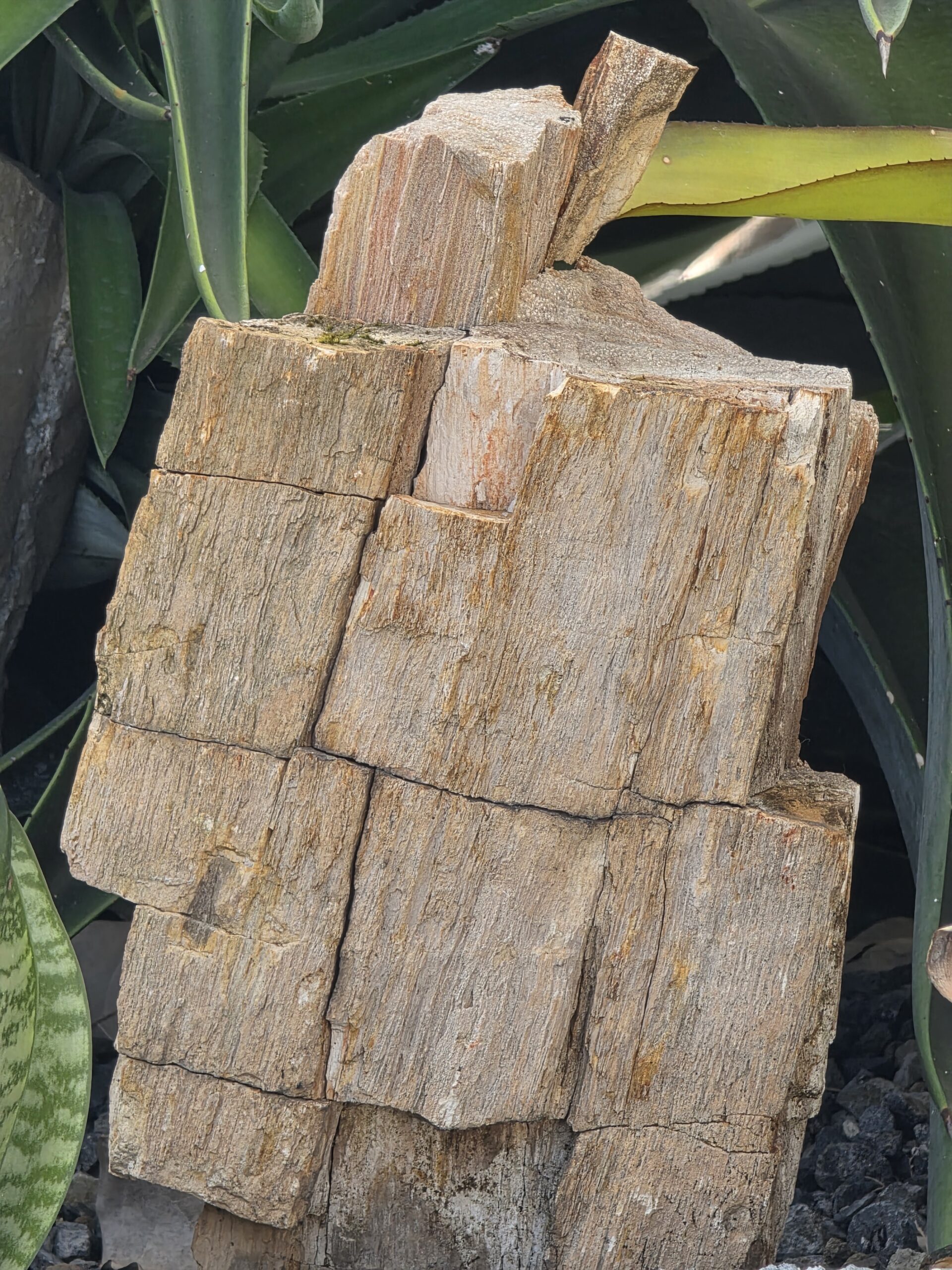 Textura Madera Petrificada